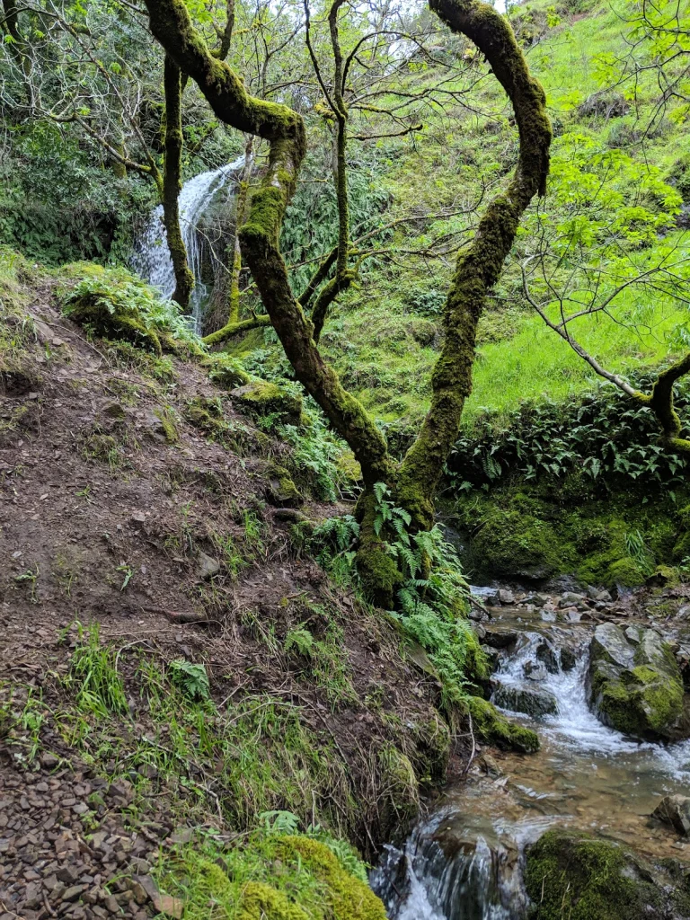 Pacheco Valle, a dog-friendly hiking trail in Novato, California