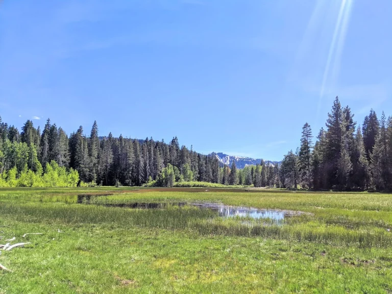 Page Meadow