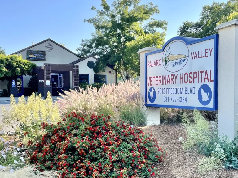 Pajaro Valley Vet Hospital, Freedom
