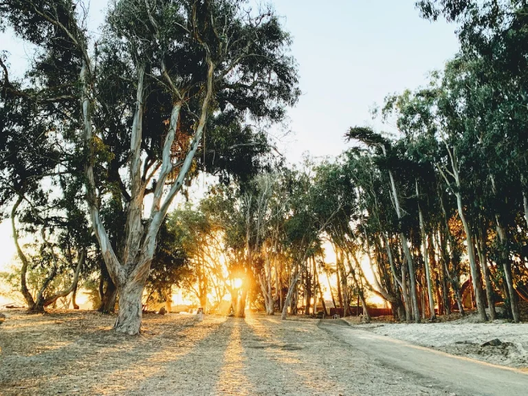 Palm State Beach, a dog-friendly beach in Watsonville, California