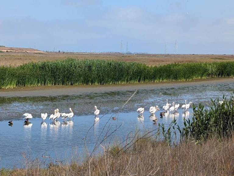 Palo Alto Baylands Nature, a dog-friendly park in Palo Alto, California
