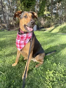Pampered Pup, a dog-friendly dog grooming salon in Half Moon Bay, California