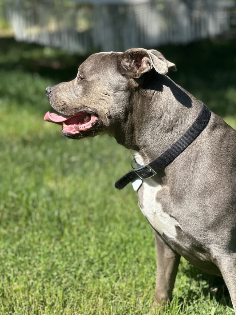 Pampered Puppy, a dog-friendly dog grooming salon in El Dorado, California