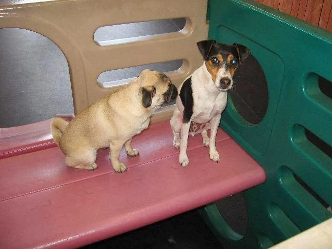 Paradise Doggie DayCare, a dog-friendly local service in Sutter Creek, California