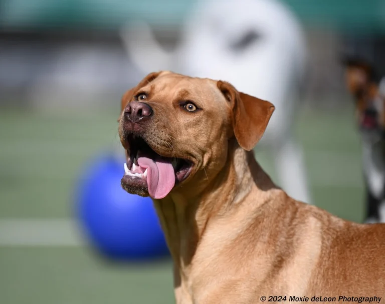 Paradise Pet Resort, a dog-friendly hotel in Rohnert Park, California