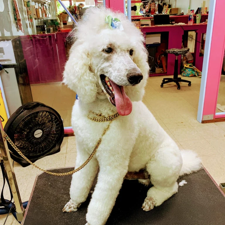 Paradise Pet Salon, a dog-friendly pet supply store in Santa Cruz, California