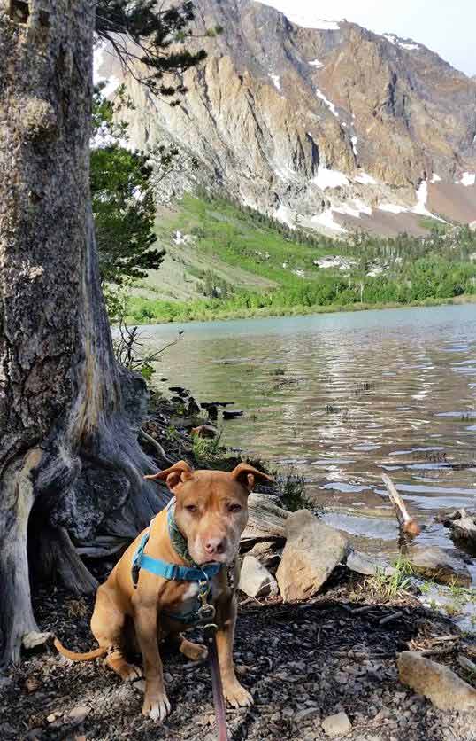 Ginger at Parker Lake. Photo Credit: Stacy D.