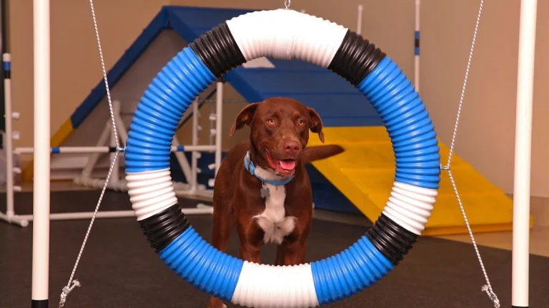 Pasadena Humane Society, Pasadena