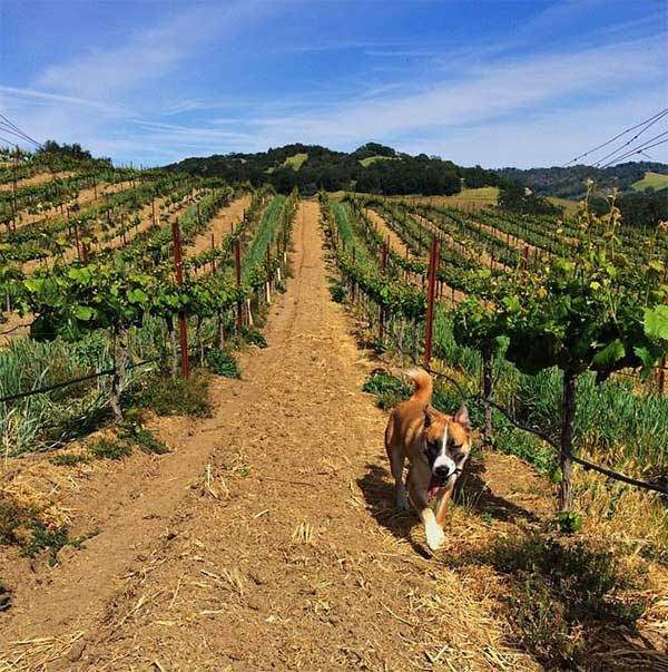 Dog in vineyard in Paso Robles