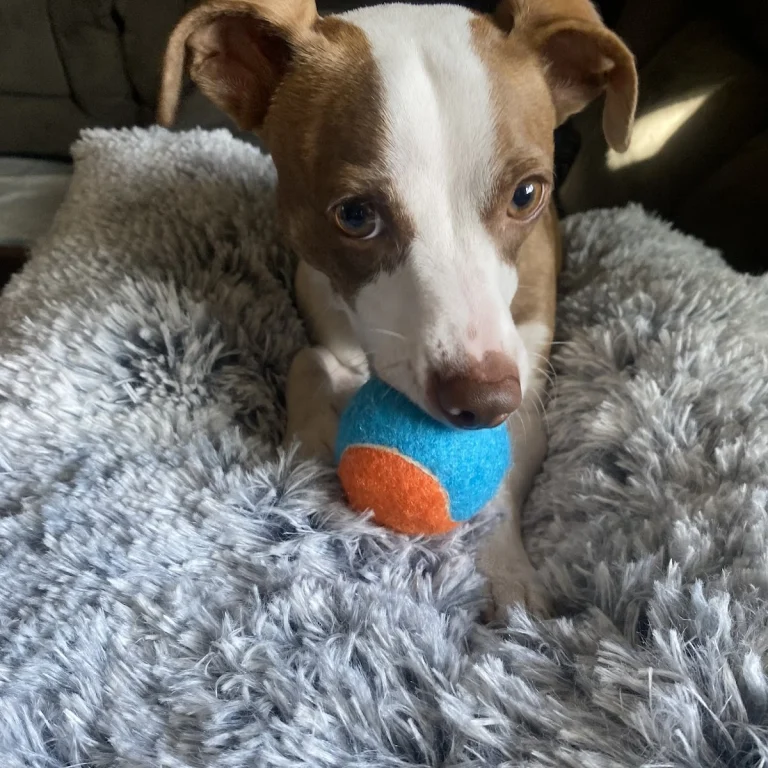 Paw Prints animal rescue, a dog-friendly animal rescue in Newport Beach, California
