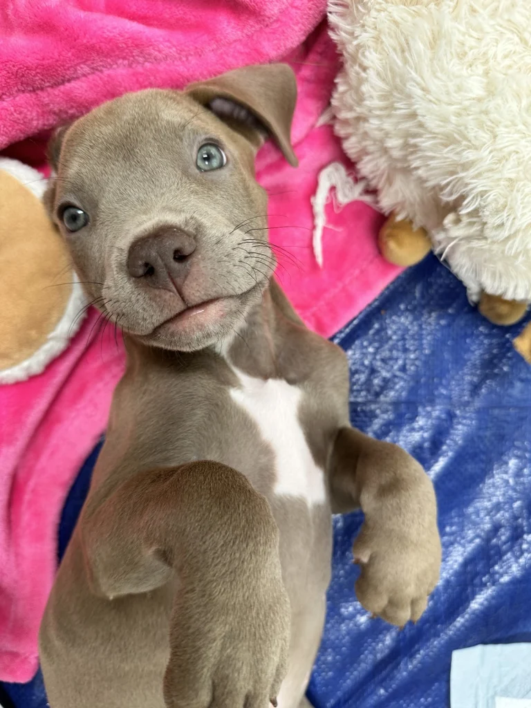 Paws For Life K9 Rescue Google Places photo