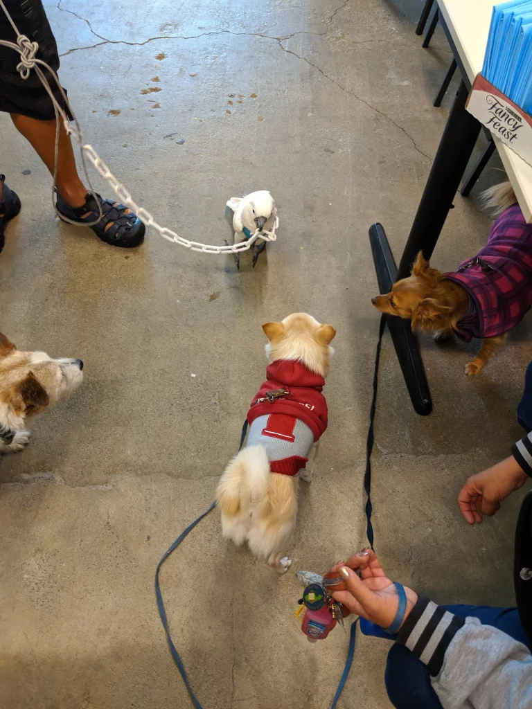 PAWS, San Francisco