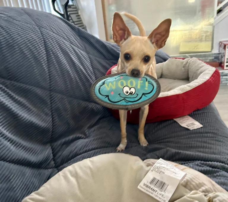 Peace of Mind Dog Rescue Google Places photo