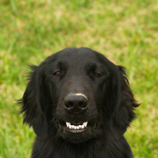 Dog smiling 