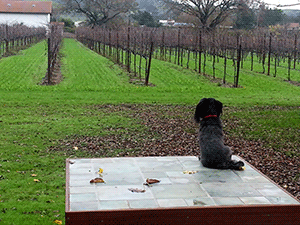 dog at a vineyard in Sonoma