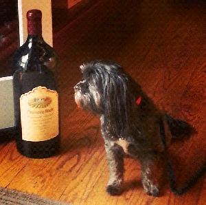 Dog and wine bottle
