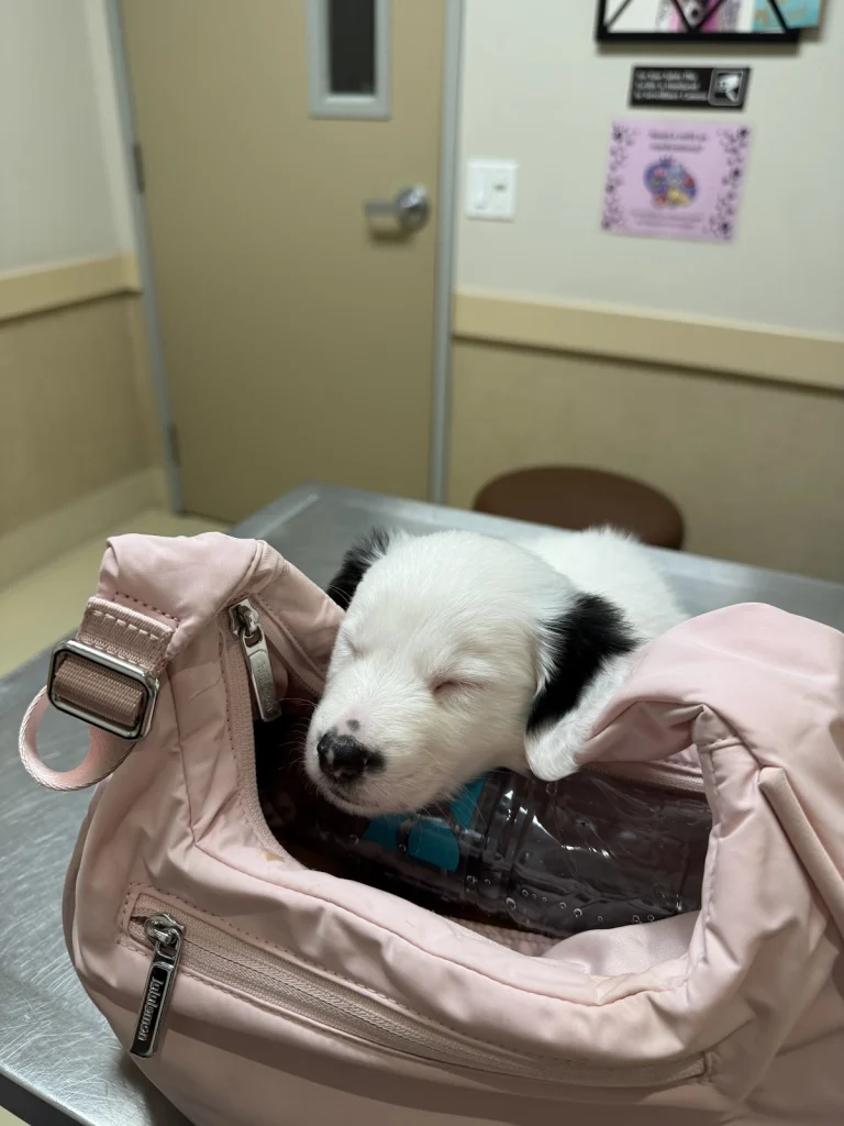 Pet Emegency & Specialty Google Places photo