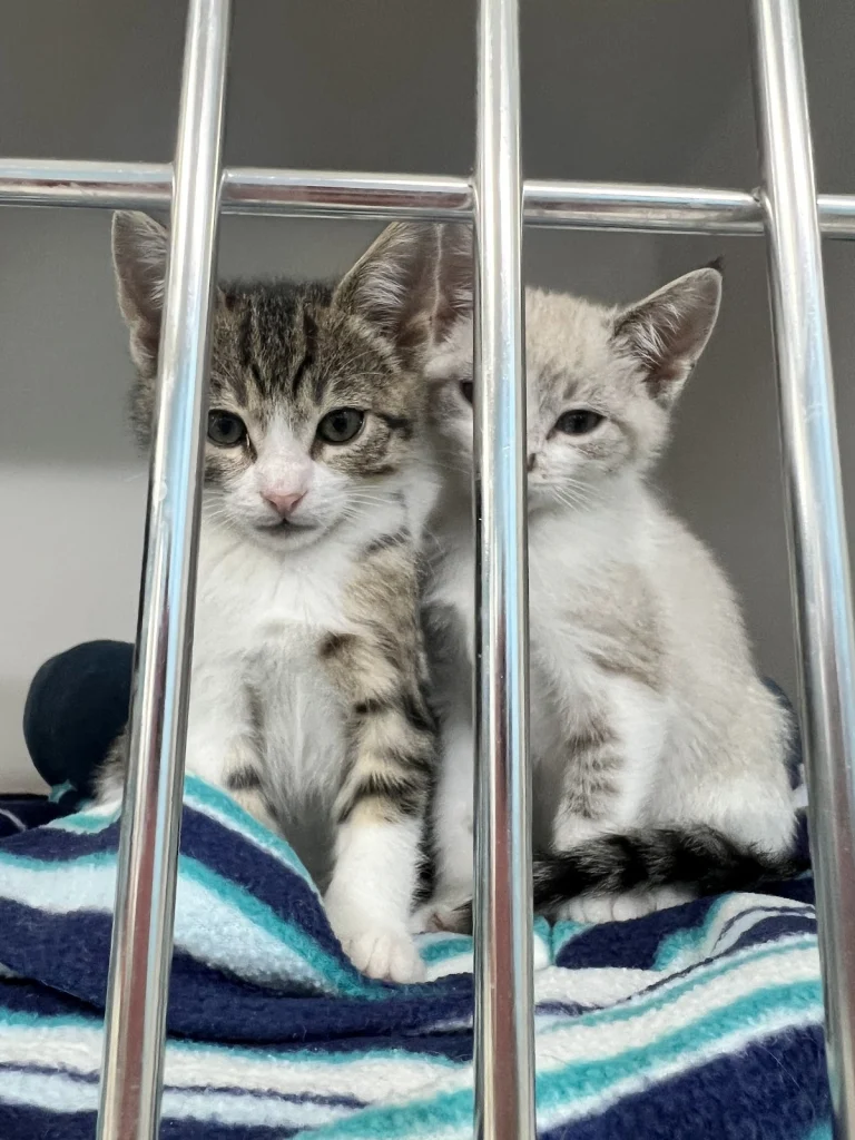Pet Friends and Rescue, a dog-friendly animal rescue in Hollister, California
