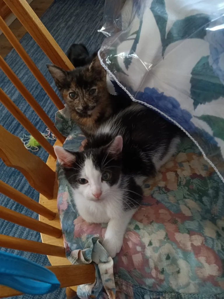 Pet Orphans of Southern, Van Nuys