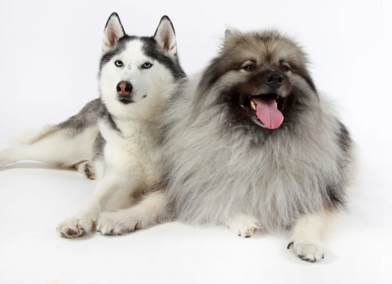 Pet Poses Photography, a dog-friendly local service in San Francisco, California