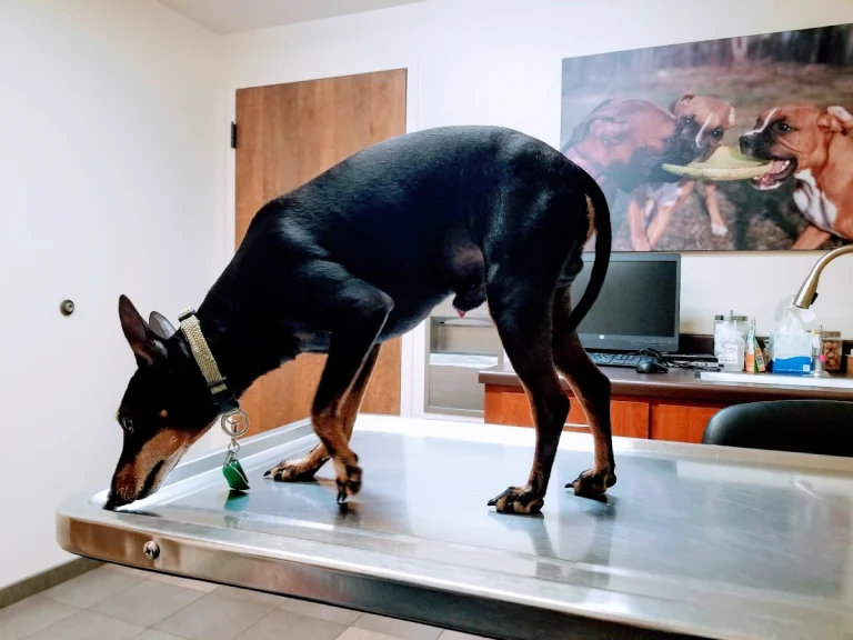 PetCare West, Santa Rosa
