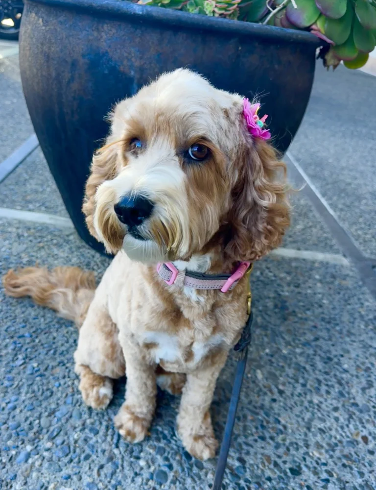 Petco Grooming Google Places photo