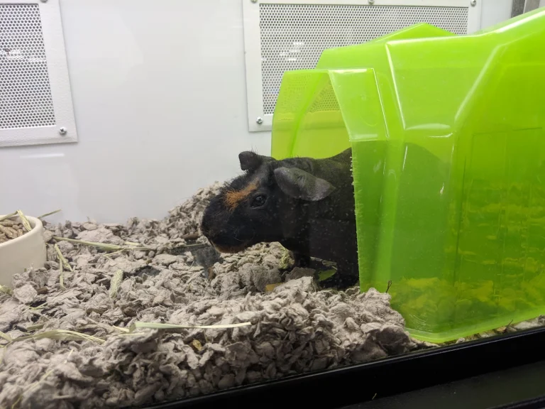 Petco