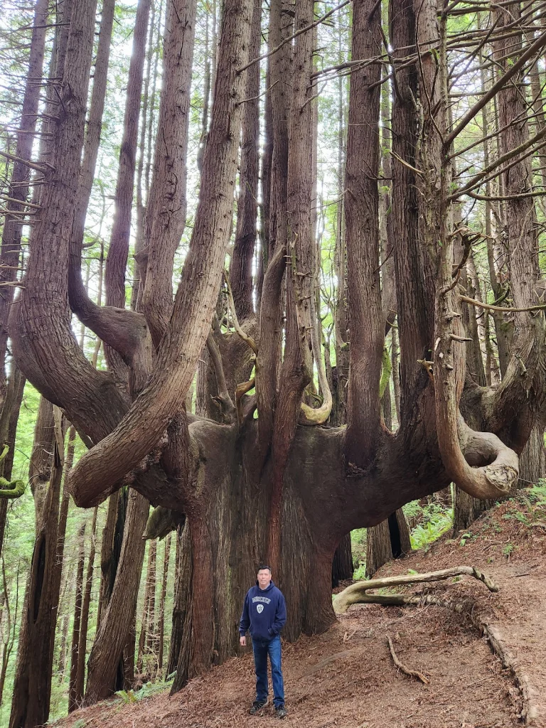 Peter Douglas Trail, a dog-friendly hiking trail in Westport, California