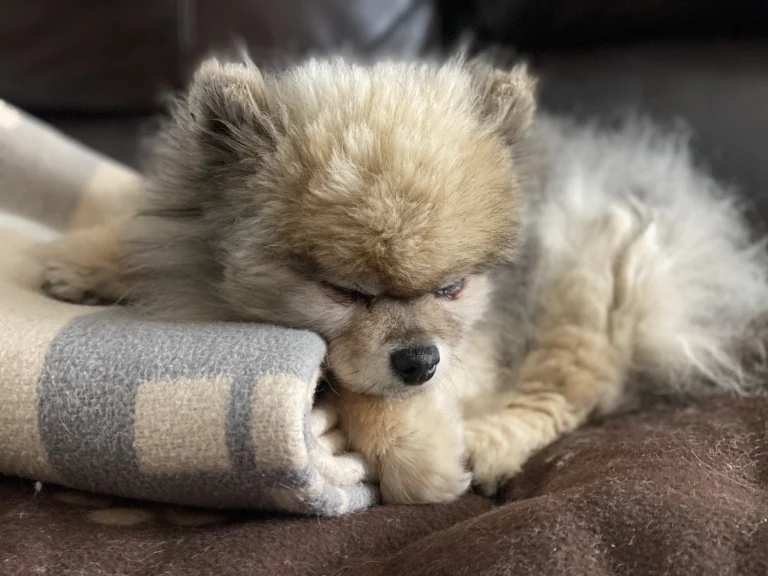 Pets Hospital Google Places photo