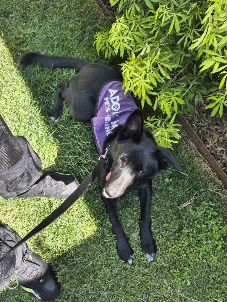 Pets Lifeline, a dog-friendly animal rescue in Sonoma, California