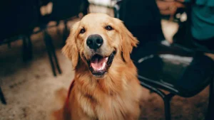 2 Dog Minimum: A Dog Friendly Comedy Show