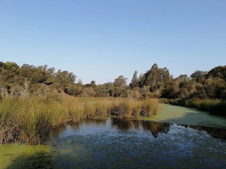 Pinto Lake County Dog Park