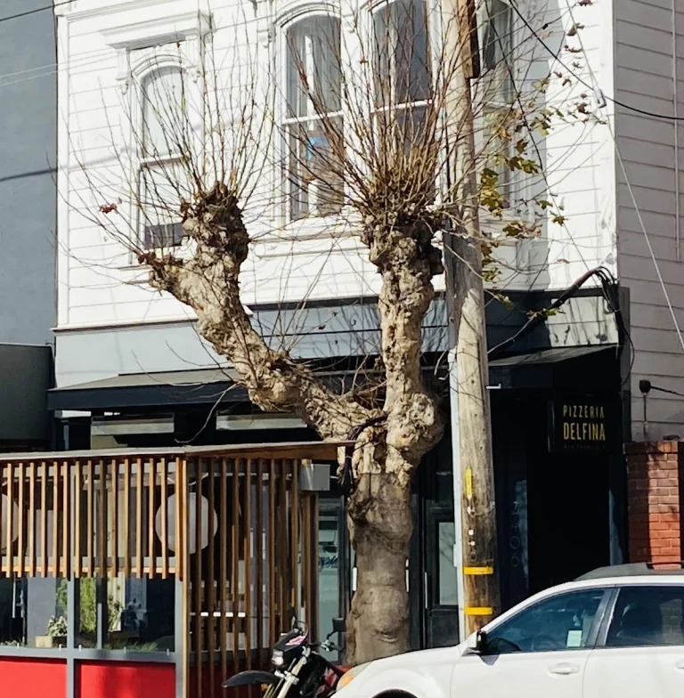 Pizzeria Delfina, a dog-friendly restaurant in San Francisco, California