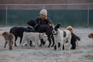 Planet Pooch, a dog-friendly pet boarding facility in South San Francisco, California