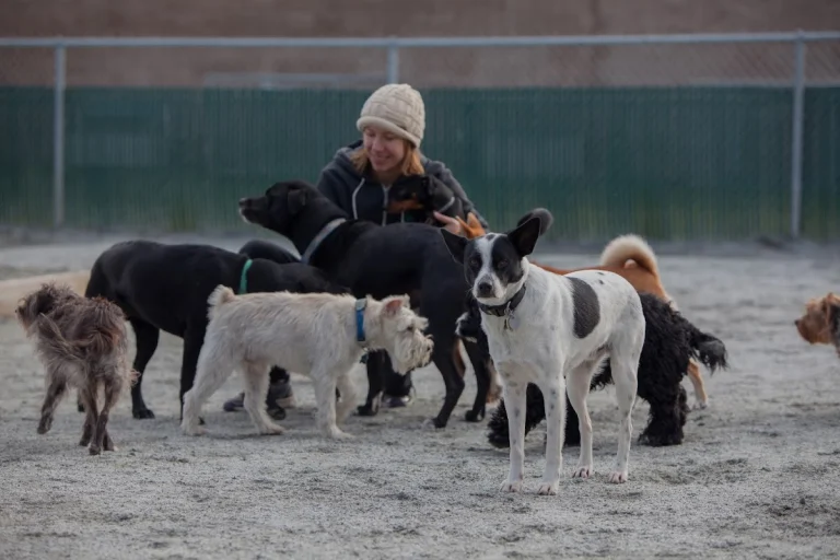 Planet Pooch, a dog-friendly pet boarding facility in South San Francisco, California