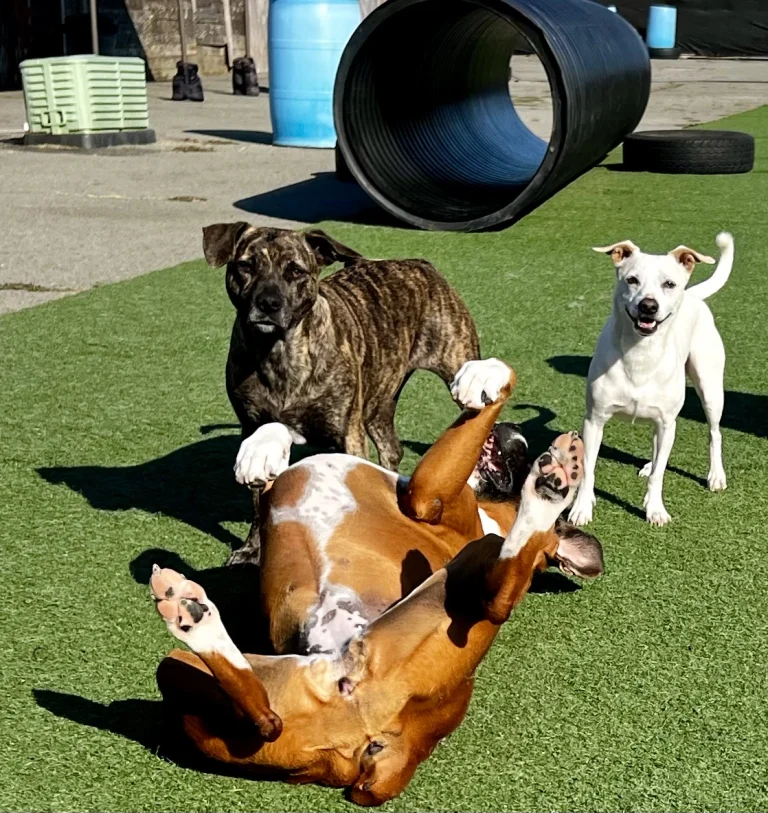 Play Dog Play, a dog-friendly pet boarding facility in Petaluma, California