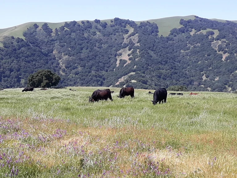 Pleasanton Ridge Regional Park Google Places photo