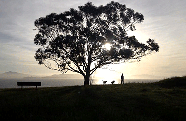 Dogs at Sunset at Point Pinole