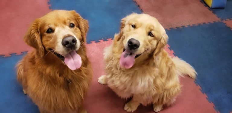 Pooch’s Best Friend