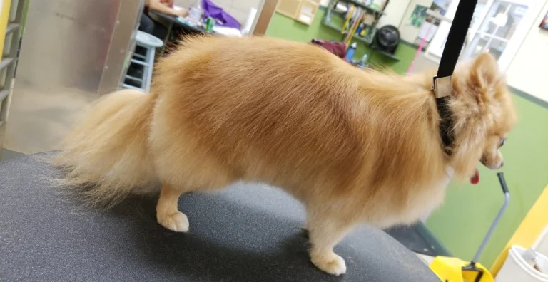 Precious Pooch