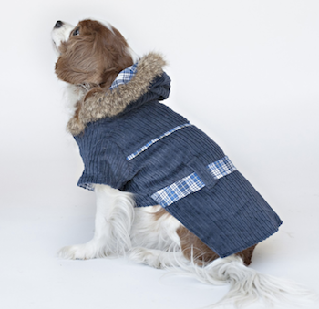 dog in courduroy jacket