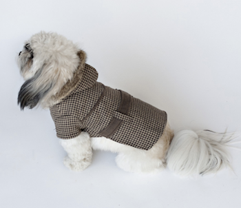 white dog in houndstooth jacket