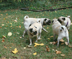 Pug Party
