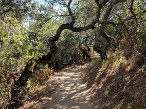 Shaded hiking trail at Pulgas Ridge Open Space Preserve in Redwood City