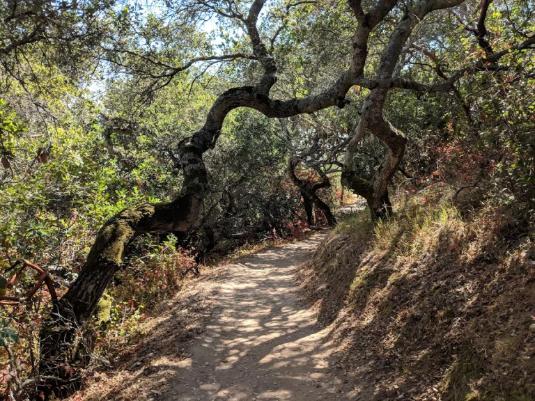 Pulgas Ridge Open Space
