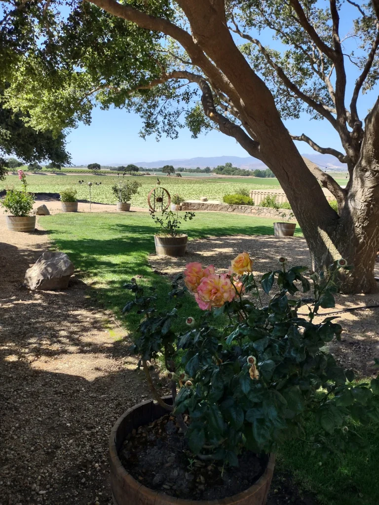 Puma Road Winery, a dog-friendly restaurant in Soledad, California
