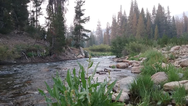 Pumice Flat Campground, a dog-friendly campground in Mammoth Lakes, California