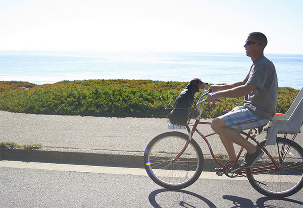 Puppy riding in bike basket in Santa Cruz
