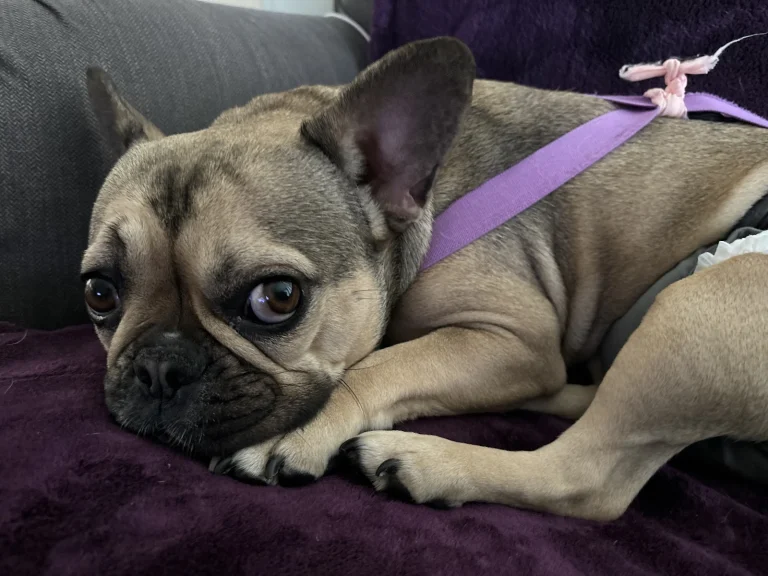 Puparazzi Pet Resort & Spa Google Places photo