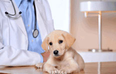 Puppy visiting a vet.